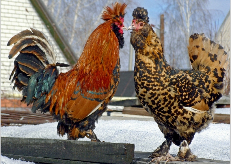  chickens of pavlovsk breed