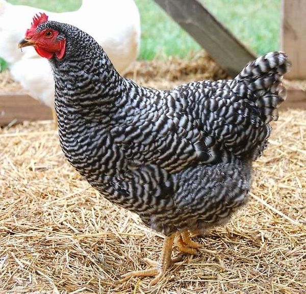  Breed dominant chickens