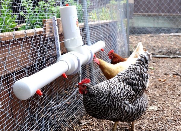  drinking bowl for chickens