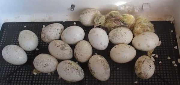  Turkey Egg Incubator
