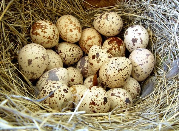  quail eggs incubation