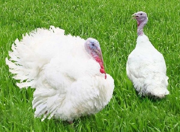  broiler turkey breeding