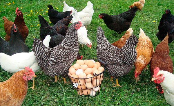  laying hens
