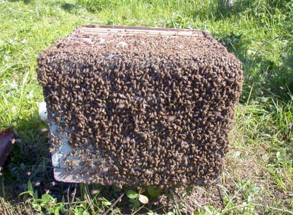  Swarming bees