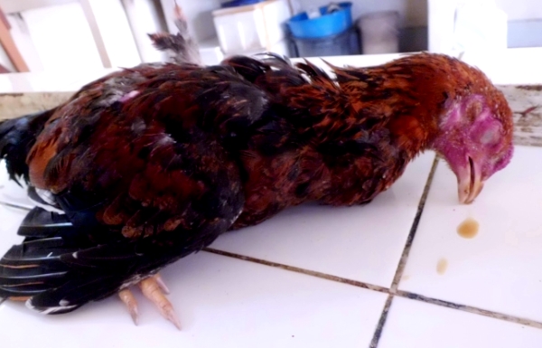  Newcastle disease, pseudotum in chickens
