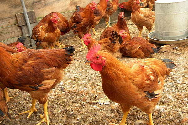  Domestic chickens in the pen