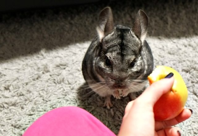  How and what to feed chinchillas at home