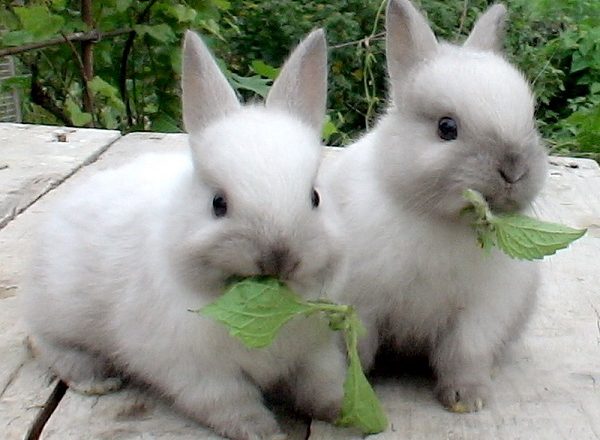  What to feed rabbits