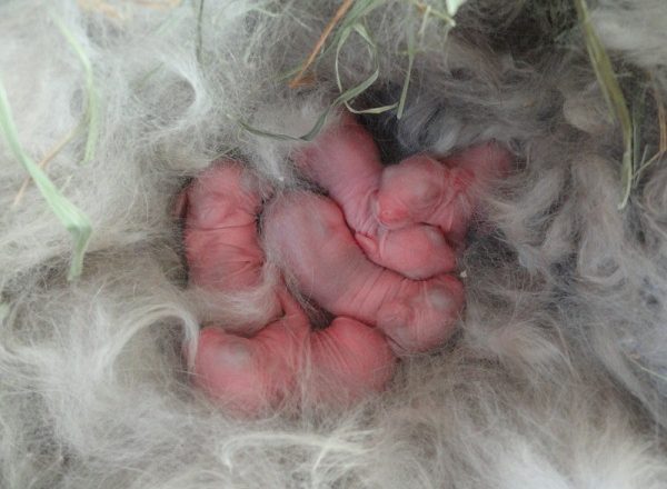  Newborn baby rabbits
