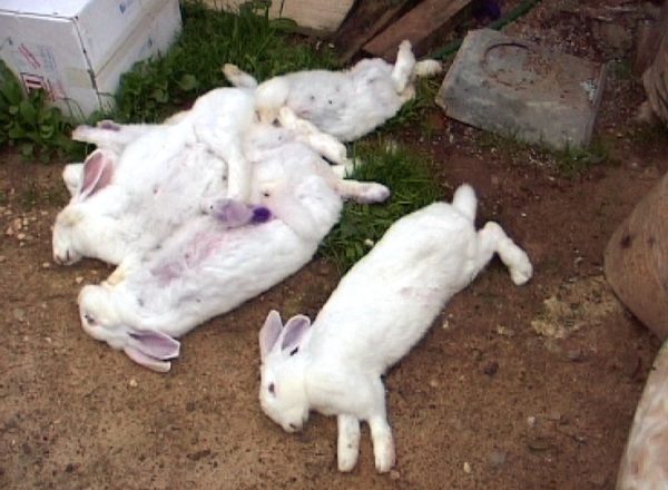  Dead rabbits