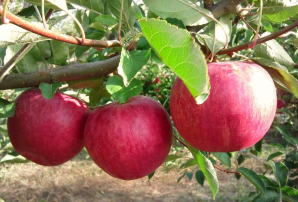  Apple tree varieties Glory to the winners: descriptive characteristics