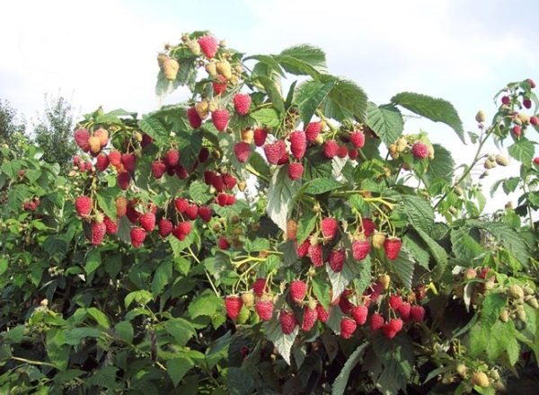  Raspberry Tarusa: variety description, planting and care