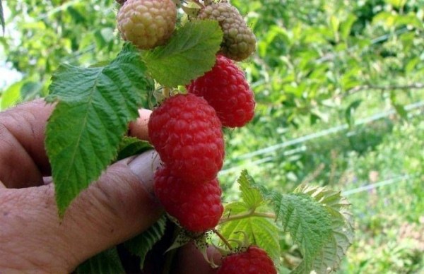  Raspberry variety patrician