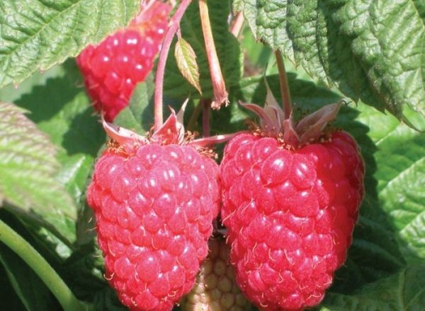  Raspberry variety Beauty of Russia: description, advantages and disadvantages