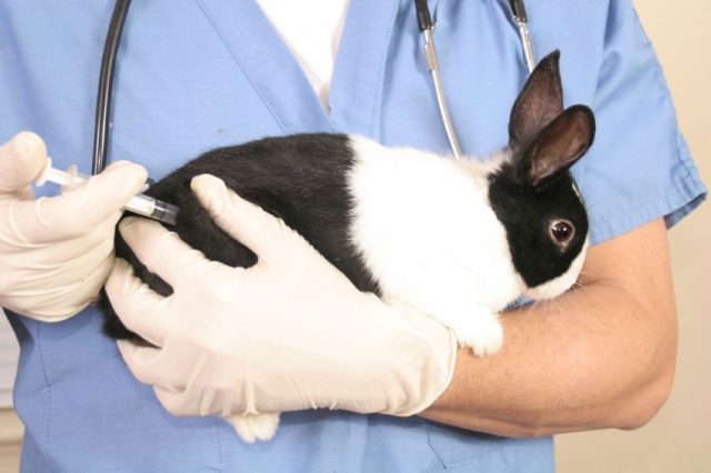  What vaccinations do rabbits and when?