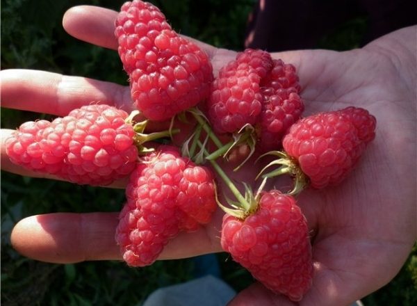  Raspberry varieties Maroseyka: characteristics and description
