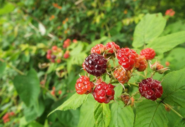  The best raspberry varieties for the Urals and Siberia