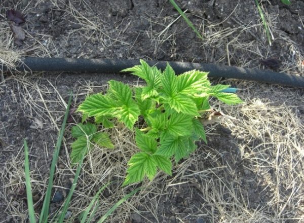  Raspberry Transplant: what time of year, rules and tips