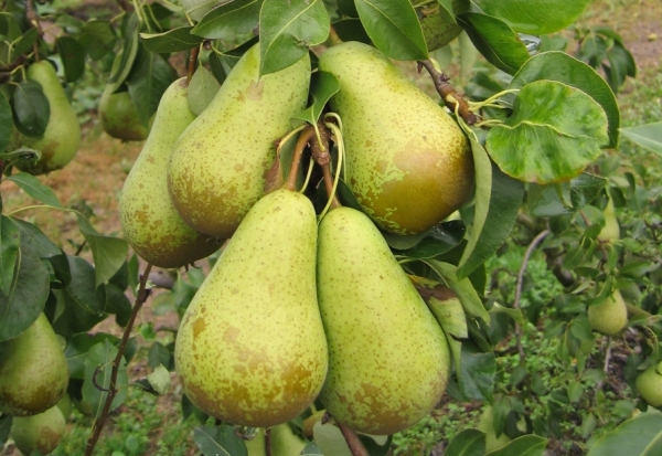  Variety Pear Conference