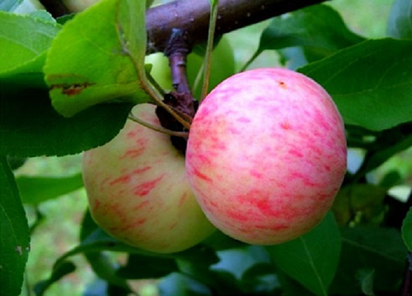  Apples pear