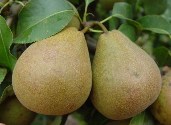  Pear Belarusian late
