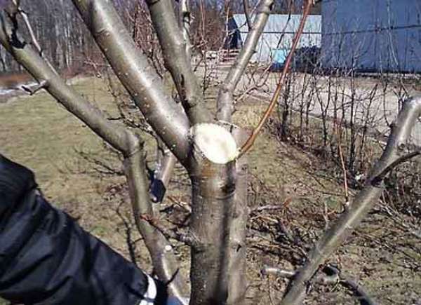 Pruning apple