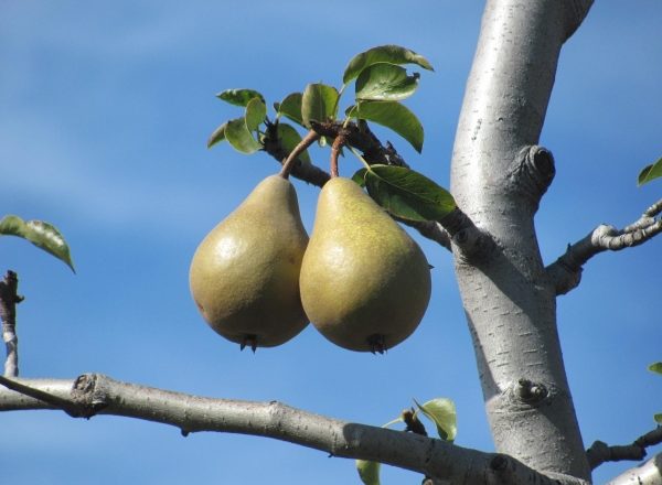  Why the pear does not bloom and does not bear fruit: the main reasons for what actions to take