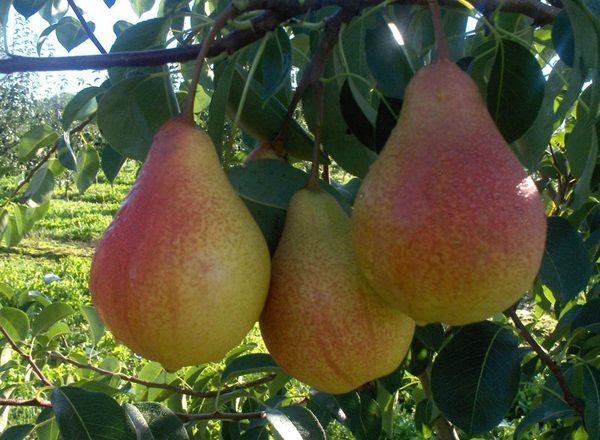  Pear fruit