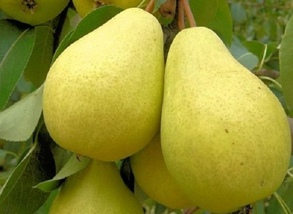  Variety of pears Lada