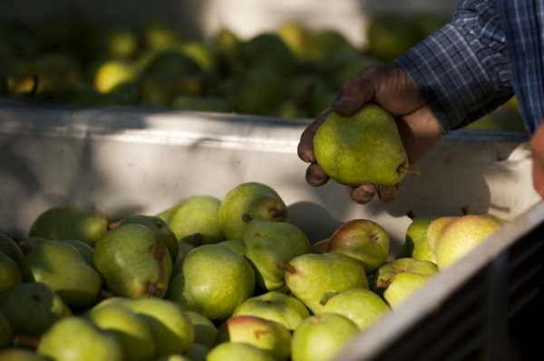  When to remove pears from a tree: ripening time, storage conditions of the crop