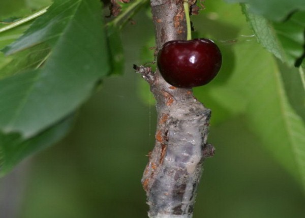  How to plant a cherry