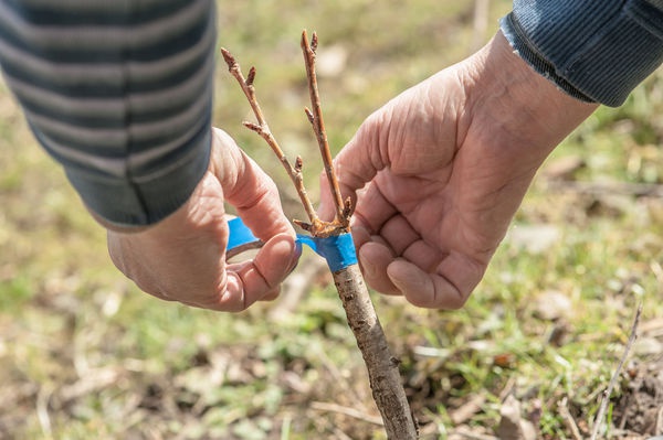  Methods and peculiarities of plum breeding: seeds, green cuttings, root shoots and grafting