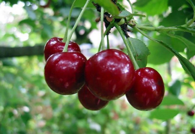  The benefits of cherry