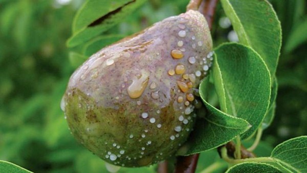  Pear disease