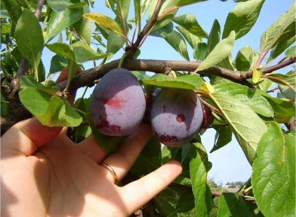  When and how to collect plums: we are determined with the terms, we follow the technology