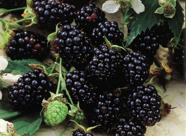  Blackberry varieties Chester: description and specifications, tips on planting and care
