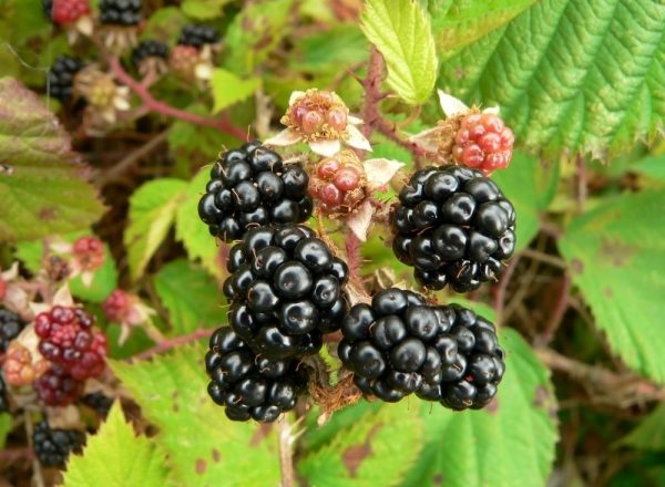  Rules for planting and caring for garden blackberries