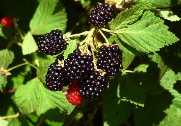  Growing blackberries