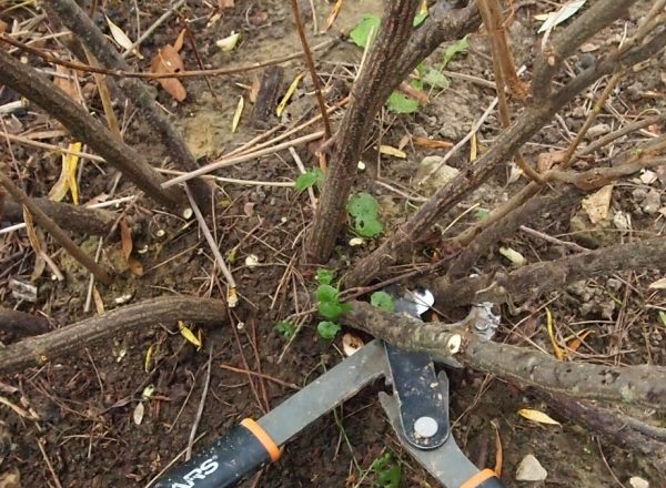  How to rejuvenate the old bush of black and red currants: pruning goals and walkthrough