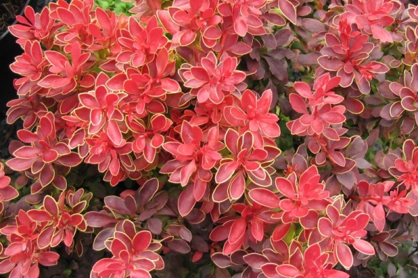  Description and characteristics of the varieties of barberry Thunberg, planting and care