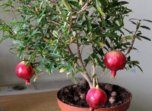  How to grow a pomegranate tree at home?