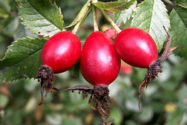  Rosehip and its fruits, roots and seeds: useful properties, use, contraindications, recipes of traditional medicine