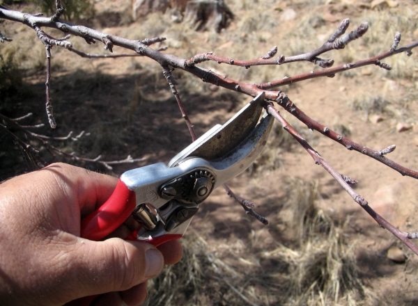  Pruning apricot in spring, summer and autumn: the rules and technology