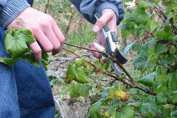  Pruning Black, Red and White Currants in the Fall: A Beginner's Guide