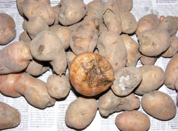  Nematode potato damage