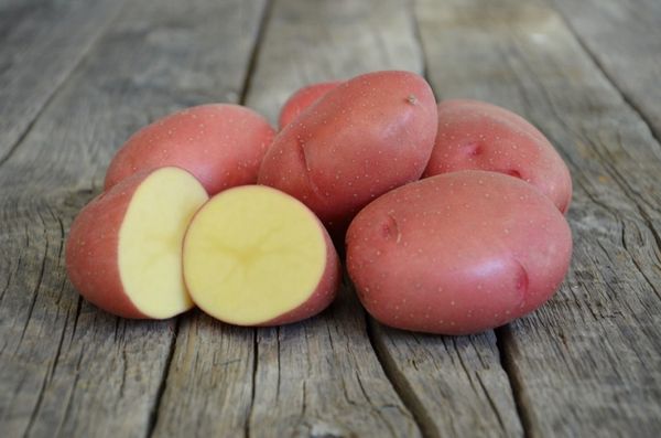  Rosara variety potatoes