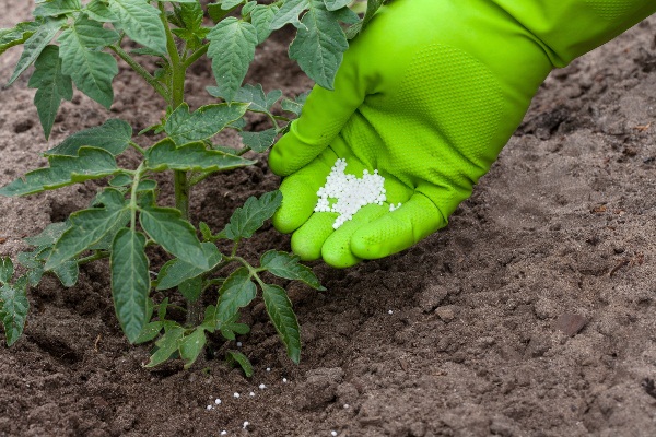  Top dressing of tomatoes with urea