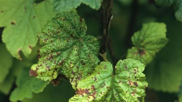  currant anthracnose