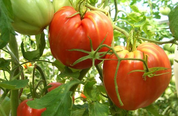  Tomato varieties Cardinal