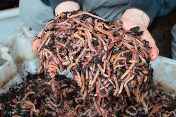  Californian worms